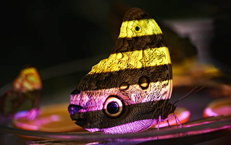 escaner 3d pieza escaneada mariposa